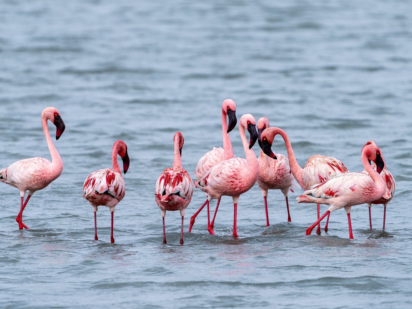 Flamingos in shallow water