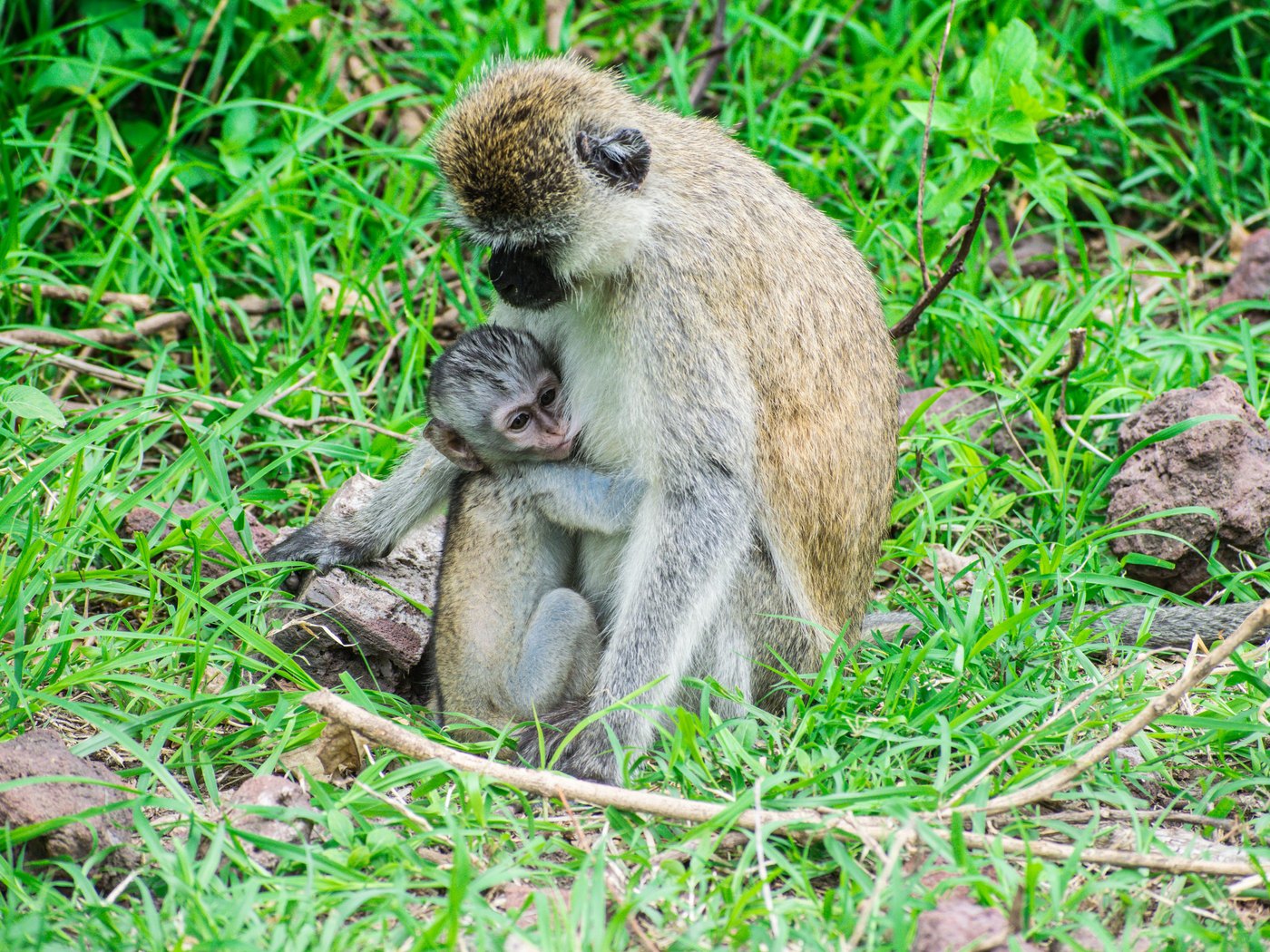 Tarangire National Park