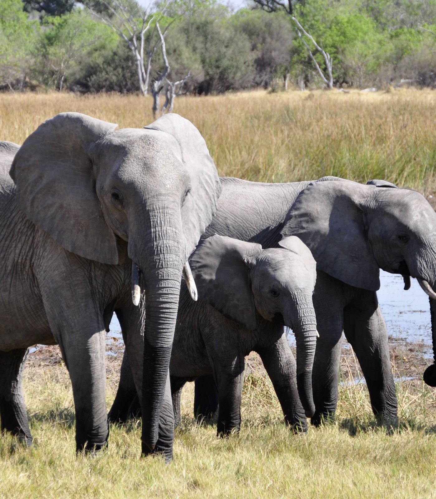 Elephants at a watering hole