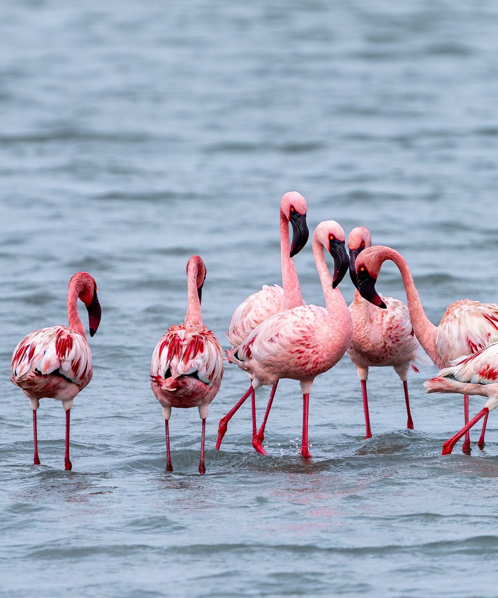 Flamingos in Tanzania