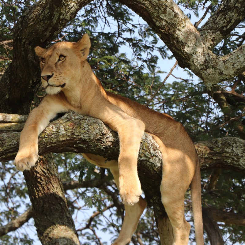 Lioness in the Serengeti