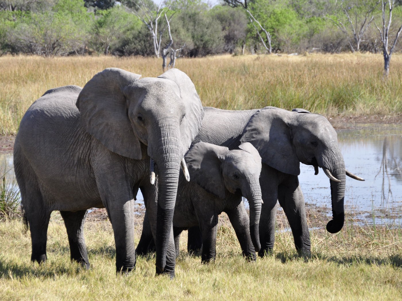 Elephants in Tarangire — 3-Day Safari
