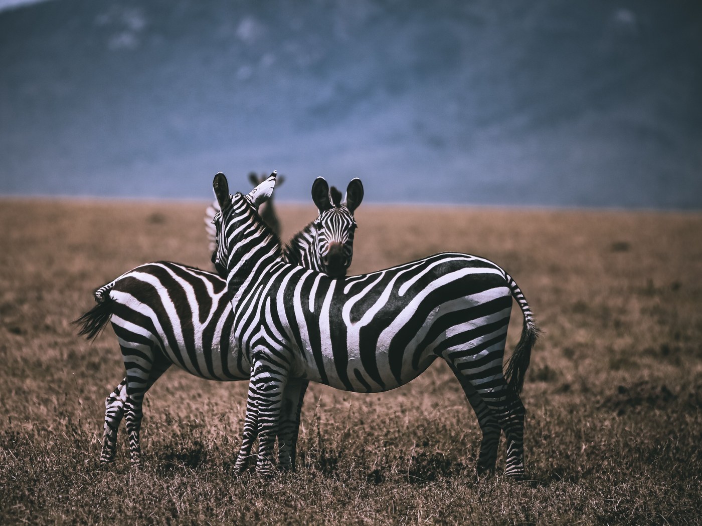 Zebras on the Serengeti plains — 7-Day Safari