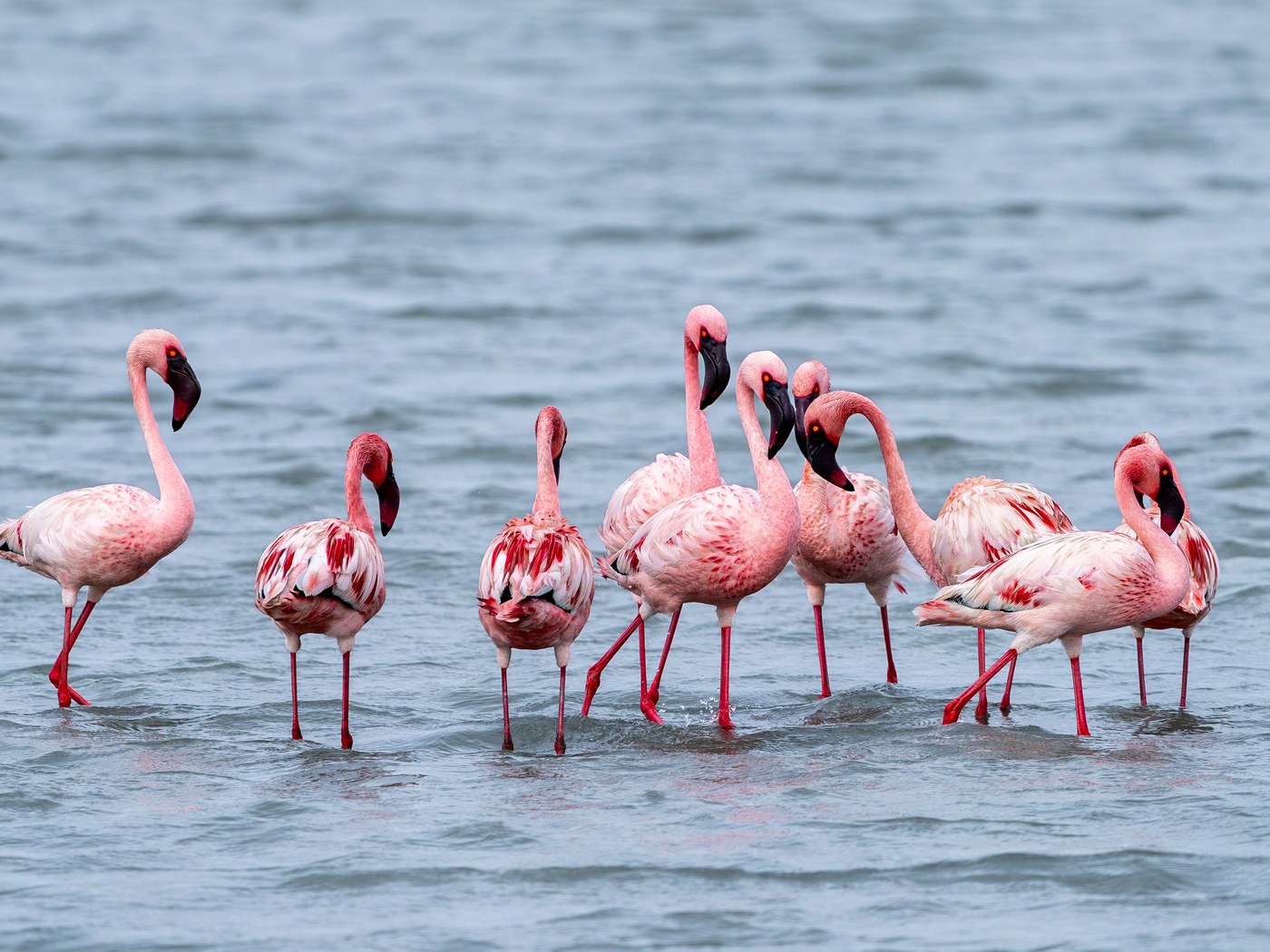 Flamingos at Lake Manyara — Birdwatching Safari